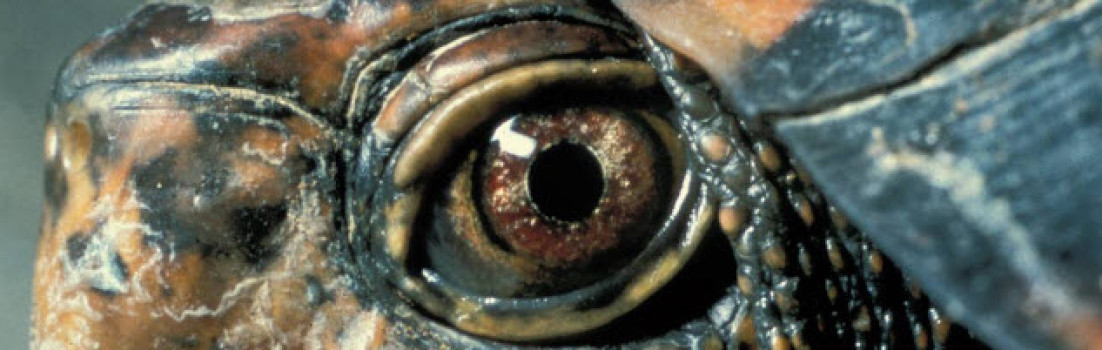 cropped-boxturle2